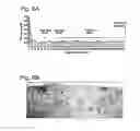 Fig. 10 - COMPOSITIONS AND METHODS RELATED TO GRAFT VERSUS HOST DISEASE AND TREATMENTS THEREOF