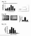 Fig. 12 - COMPOSITIONS AND METHODS RELATED TO GRAFT VERSUS HOST DISEASE AND TREATMENTS THEREOF