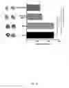 Fig. 33 - A Novel Complex Comprising A Cell Penetrating Peptide, A Cargo And A TLR Peptide Agonist