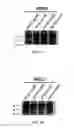Fig. 06 - Vaccine combination against multiple dengue virus serotypes and preparation and application thereof