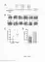 Fig. 04 - Cancer immunotherapy using virus particles