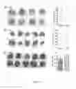 Fig. 05 - Cancer immunotherapy using virus particles