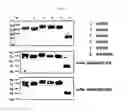 Fig. 07 - Versatile influenza virus vaccine composition
