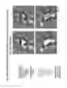 Fig. 41 - Vaccine compositions having improved stability and immunogenicity