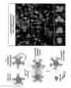 Fig. 06 - Biological complexes and methods for using same