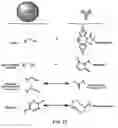 Fig. 34 - Biological complexes and methods for using same