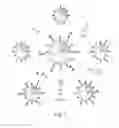 Fig. 02 - Nanoparticle immunoconjugates