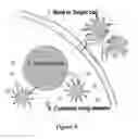 Fig. 07 - NANOPARTICLE CONJUGATES AND USES THEREOF