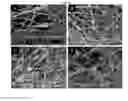 Fig. 11 - ANTIBACTERIAL NANOFIBRES