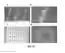 Fig. 08 - MICROSTRUCTURE-BASED DRUG DELIVERY SYSTEM COMPRISING MICROPOROUS STRUCTURE