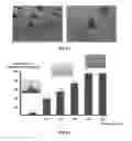 Fig. 16 - MICROSTRUCTURE-BASED DRUG DELIVERY SYSTEM COMPRISING MICROPOROUS STRUCTURE