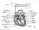 Fig. 02 - Method and apparatus for intrachamber resynchronization