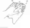 Fig. 01 - Swim paddle training device