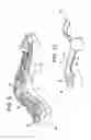 Fig. 06 - WOMEN'S LACROSSE STICK HEAD