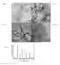 Fig. 04 - Biotemplated perovskite nanomaterials
