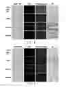 Fig. 05 - MICROFLUIDIC IN-VITRO SCREENING CHIP SYSTEM AND METHOD OF USING THE SAME