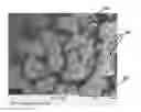 Fig. 01 - Abrasive article including agglomerates having silicon carbide and an inorganic bond material