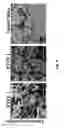 Fig. 07 - Encapsulations for mems sense elements and wire bonds