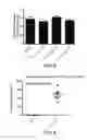 Fig. 06 - Compounds for treating rac-GTPase mediated disorder