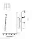 Fig. 25 - Ligands selective to alpha 6 subunit-containing GABAA receptors and their methods of use