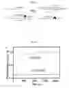 Fig. 02 - Inhibitors of RAD52 recombination protein and methods using same
