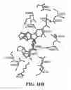 Fig. 23 - Methods and compositions of substituted 5H-[1,2,5] oxadiazolo [3′,4′:5,6] pyrazino[2,3-B] indole analogs as inhibitors of β-catenin/T-cell factor protein-protein interactions