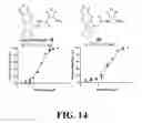 Fig. 30 - Methods and compositions of substituted 5H-[1,2,5] oxadiazolo [3′,4′:5,6] pyrazino[2,3-B] indole analogs as inhibitors of β-catenin/T-cell factor protein-protein interactions