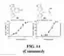 Fig. 32 - Methods and compositions of substituted 5H-[1,2,5] oxadiazolo [3′,4′:5,6] pyrazino[2,3-B] indole analogs as inhibitors of β-catenin/T-cell factor protein-protein interactions