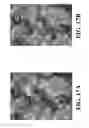 Fig. 50 - Methods and compositions of substituted 5H-[1,2,5] oxadiazolo [3′,4′:5,6] pyrazino[2,3-B] indole analogs as inhibitors of β-catenin/T-cell factor protein-protein interactions