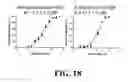 Fig. 52 - Methods and compositions of substituted 5H-[1,2,5] oxadiazolo [3′,4′:5,6] pyrazino[2,3-B] indole analogs as inhibitors of β-catenin/T-cell factor protein-protein interactions