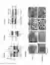Fig. 07 - PAR1 and PAR2 c-tail peptides and peptide mimetics