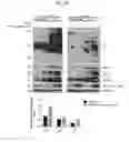 Fig. 05 - Exosomes and methods of making and using the same