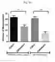 Fig. 09 - Exosomes and methods of making and using the same