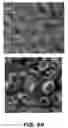Fig. 06 - METHODS FOR GENERATING ENDOGENOUSLY TAGGED PROTEINS