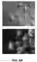 Fig. 09 - METHODS FOR GENERATING ENDOGENOUSLY TAGGED PROTEINS