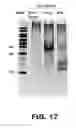 Fig. 22 - METHODS FOR GENERATING ENDOGENOUSLY TAGGED PROTEINS