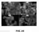 Fig. 35 - METHODS FOR GENERATING ENDOGENOUSLY TAGGED PROTEINS