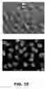 Fig. 41 - METHODS FOR GENERATING ENDOGENOUSLY TAGGED PROTEINS