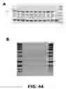 Fig. 49 - METHODS FOR GENERATING ENDOGENOUSLY TAGGED PROTEINS