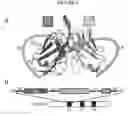 Fig. 06 - Insertable variable fragments of antibodies and modified α1-α2 domains of NKG2D ligands, and non-natural NKG2D ligands that bind non-natural NKG2D receptors