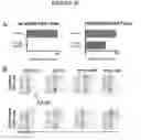 Fig. 27 - Insertable variable fragments of antibodies and modified α1-α2 domains of NKG2D ligands, and non-natural NKG2D ligands that bind non-natural NKG2D receptors