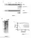 Fig. 02 - CLOSTRIDIUM DIFFICILE-SPECIFIC ANTIBODIES AND USES THEREOF