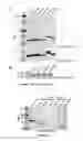 Fig. 23 - CLOSTRIDIUM DIFFICILE-SPECIFIC ANTIBODIES AND USES THEREOF