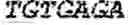 Fig. 04 - Antibody producing non-human animals