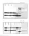Fig. 45 - Antibody producing non-human animals