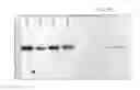 Fig. 46 - Antibody producing non-human animals