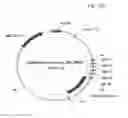 Fig. 58 - Antibody producing non-human animals