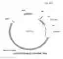 Fig. 63 - Antibody producing non-human animals