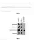 Fig. 02 - Alpha-Synuclein Antibodies (11D12)