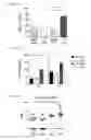 Fig. 13 - Methods and compositions for treating an alphavirus infection